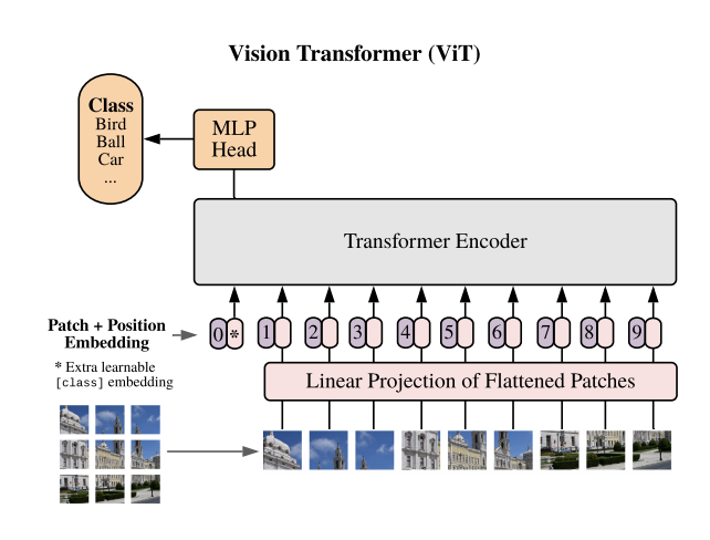 ViT model